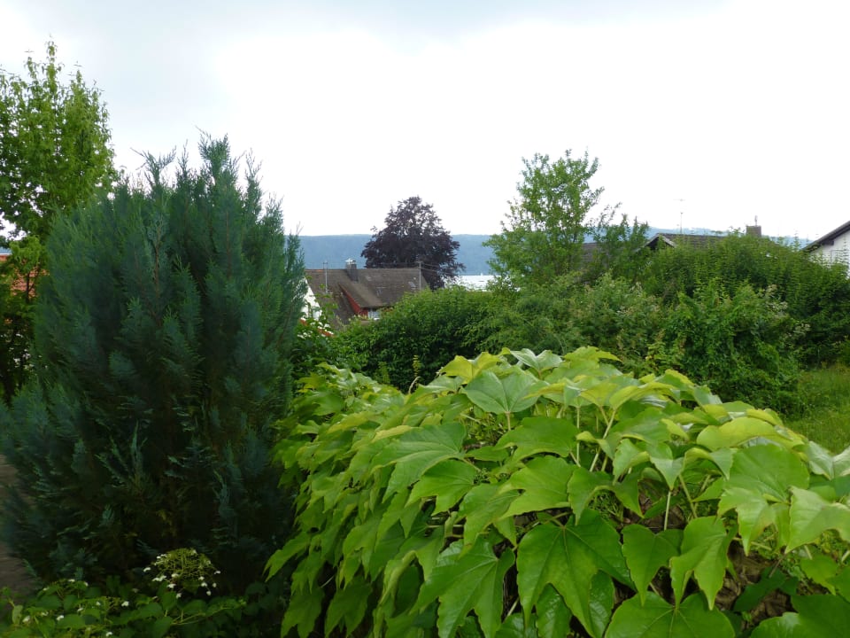 Ausblick vom Zimmer Bodman Lupinenhotel Bodensee