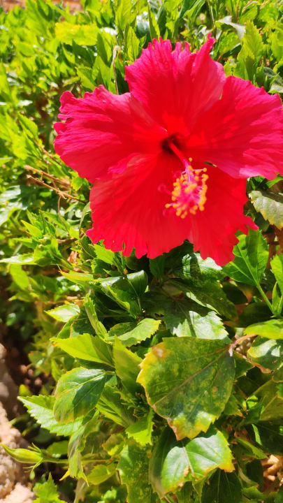 Gartenanlage The Grand Hotel Sharm El Sheikh