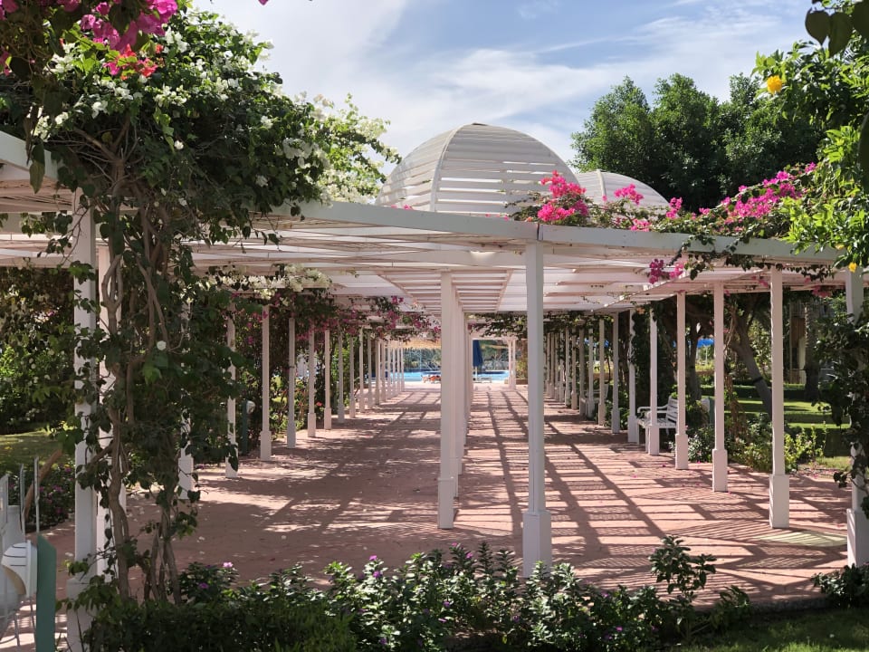 Gartenanlage Desert Rose