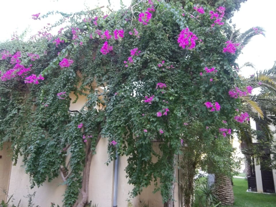 Blüten in der ganzen Anlage Hotel Paradis Palace