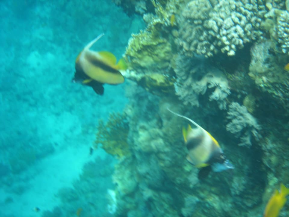 Hausriff Sharm Plaza