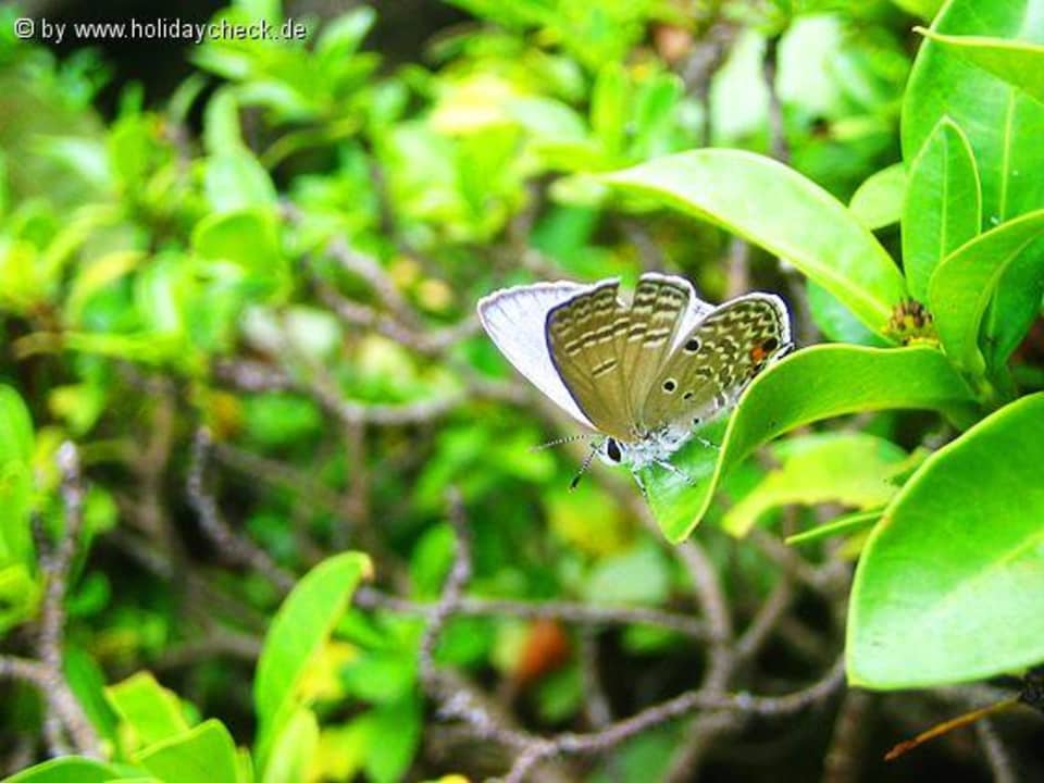Butterfly Centara Villas Phuket