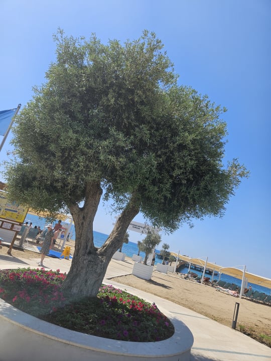 Strand Arcanus Hotels Sorgun