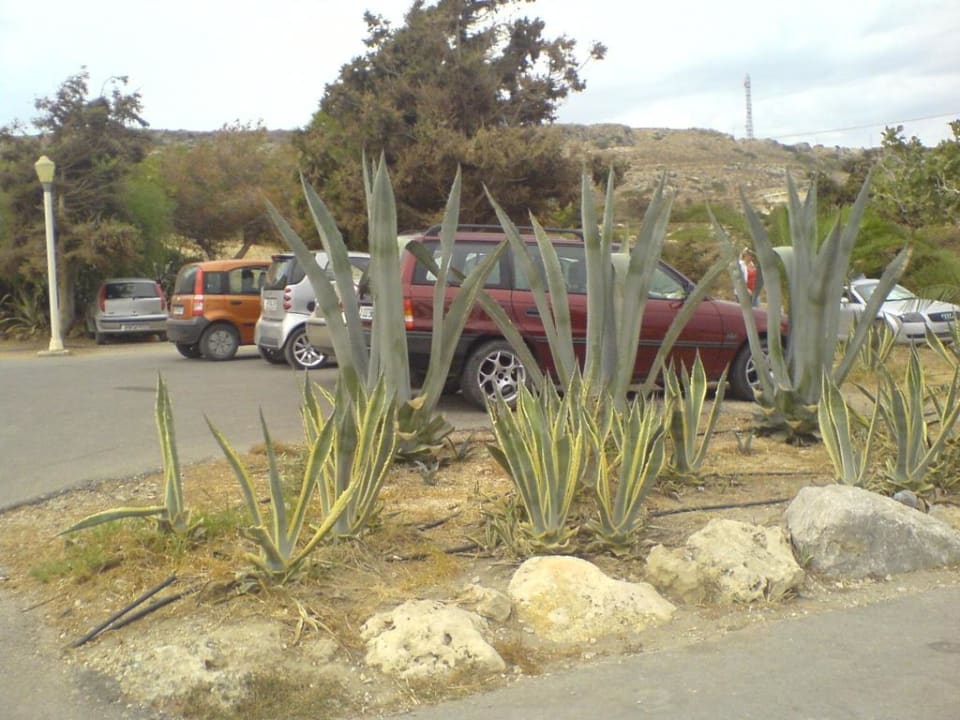 Agavenanlage Hotel Kalithea Horizon Royal