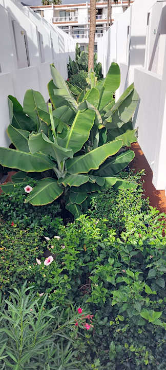 Gartenanlage allsun Hotel Los Hibiscos