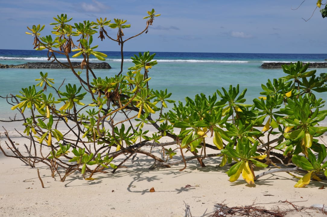 Kuramathi Kuramathi Maldives