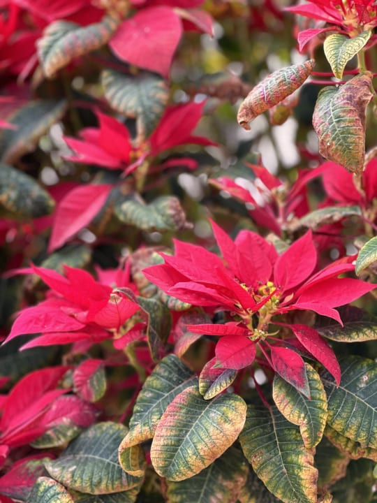 Gartenanlage SBH Hotel Taro Beach