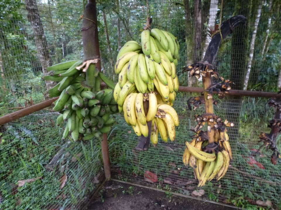 Bananen als Vogelfutter Hotel Sachatamia Lodge