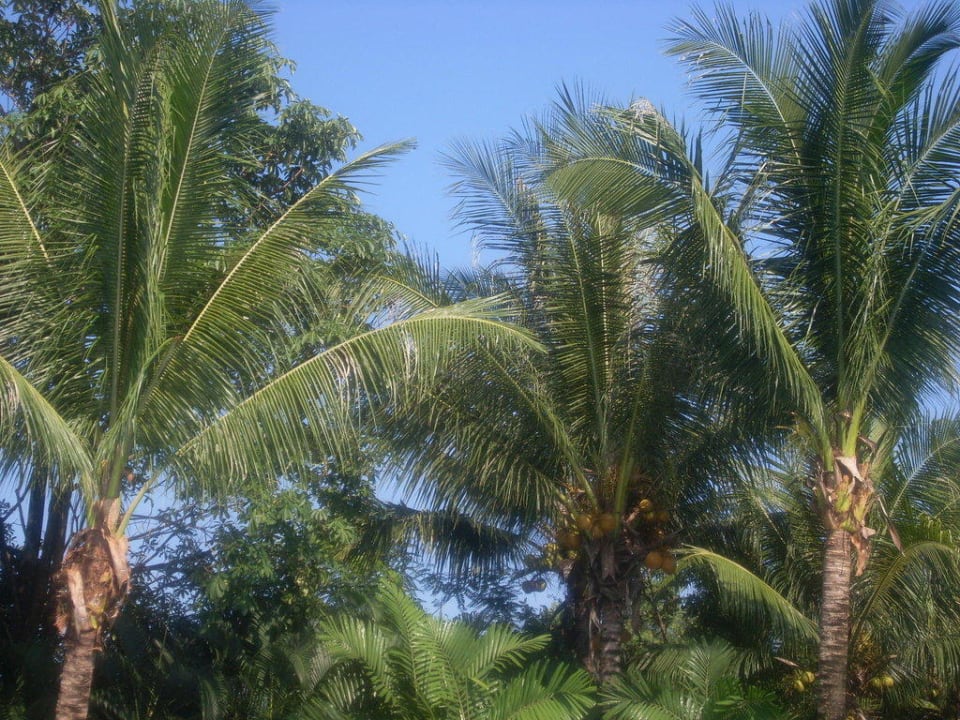 Palmen Paradies Deevana Patong Resort & Spa