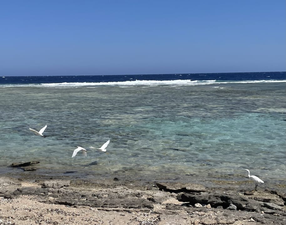 Ausblick Coral Sun Beach