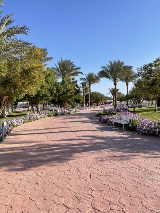 Gartenanlage Desert Rose