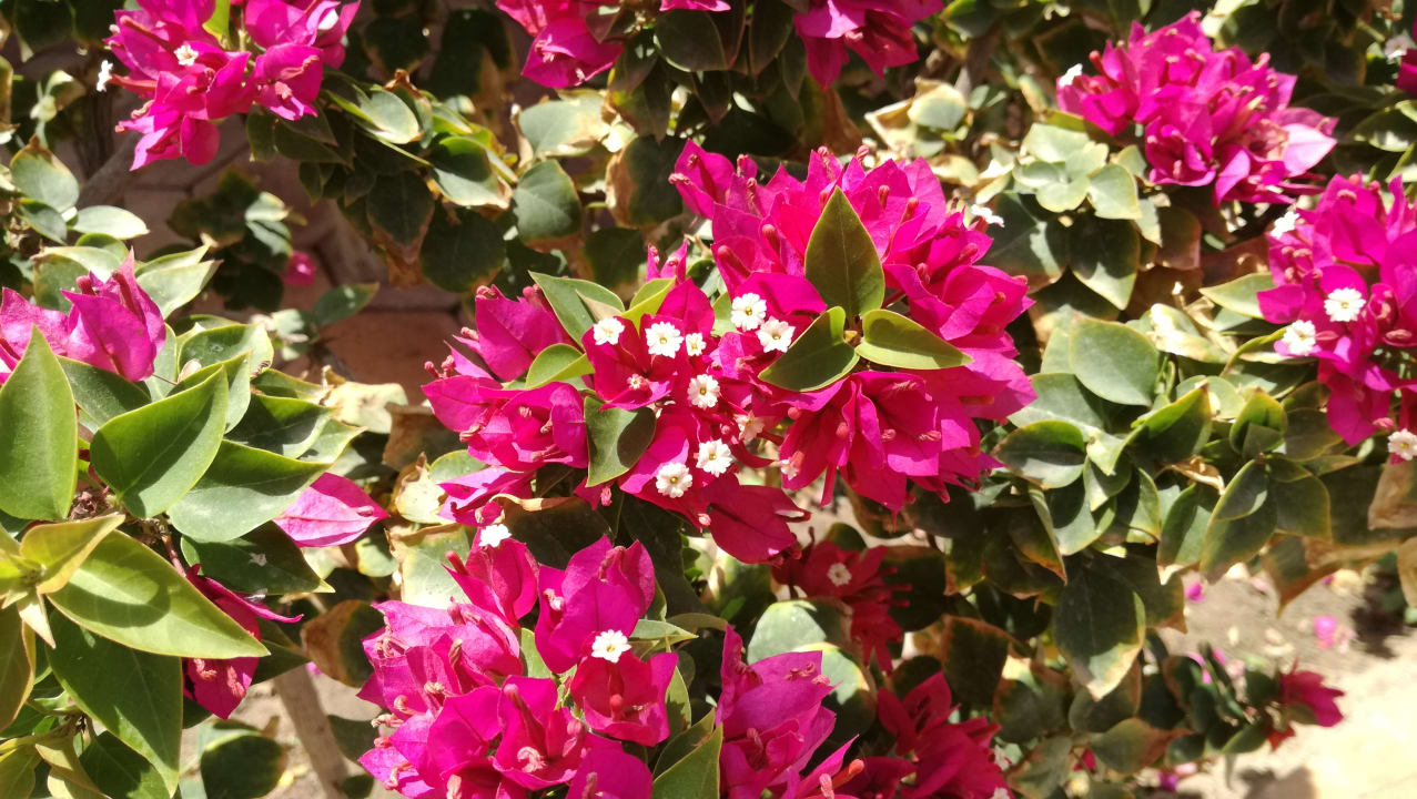 Wunderschön Ghazala Beach