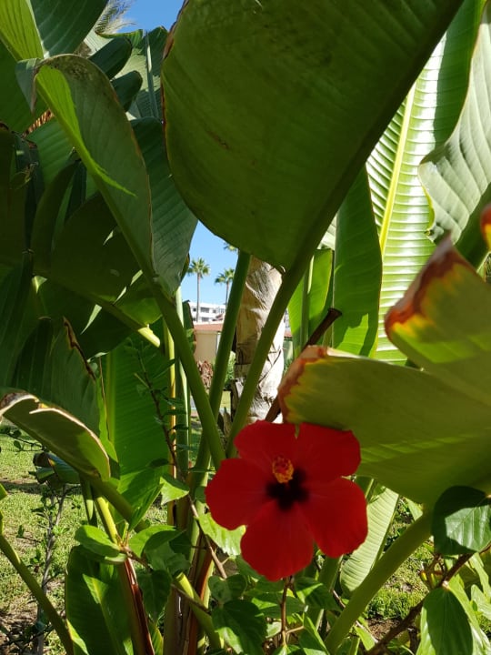 Gartenanlage HL Miraflor Suites Hotel