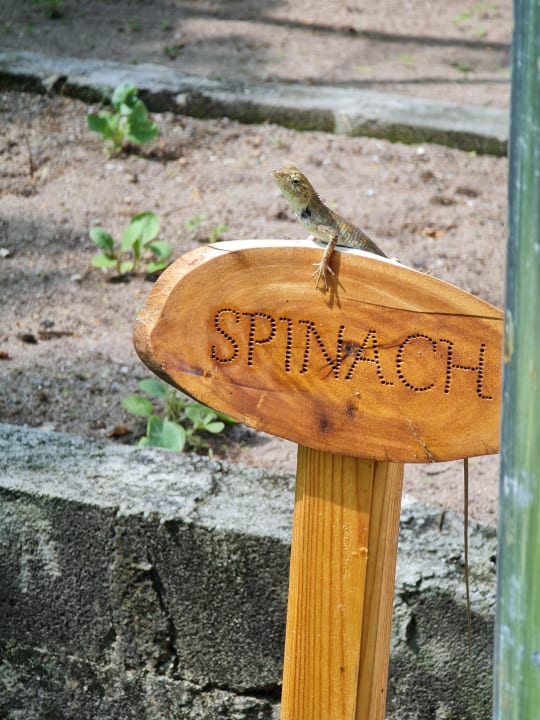 Sonstiges Mercure Maldives Kooddoo Resort