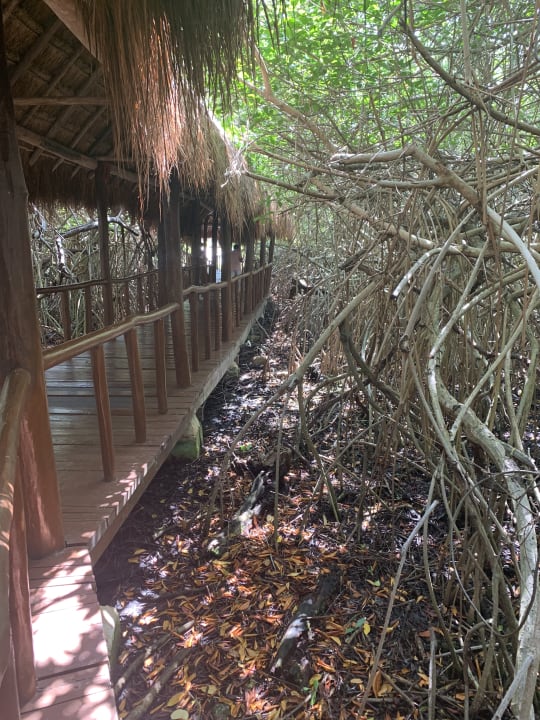 Gartenanlage TRS Yucatan Hotel - Adults only