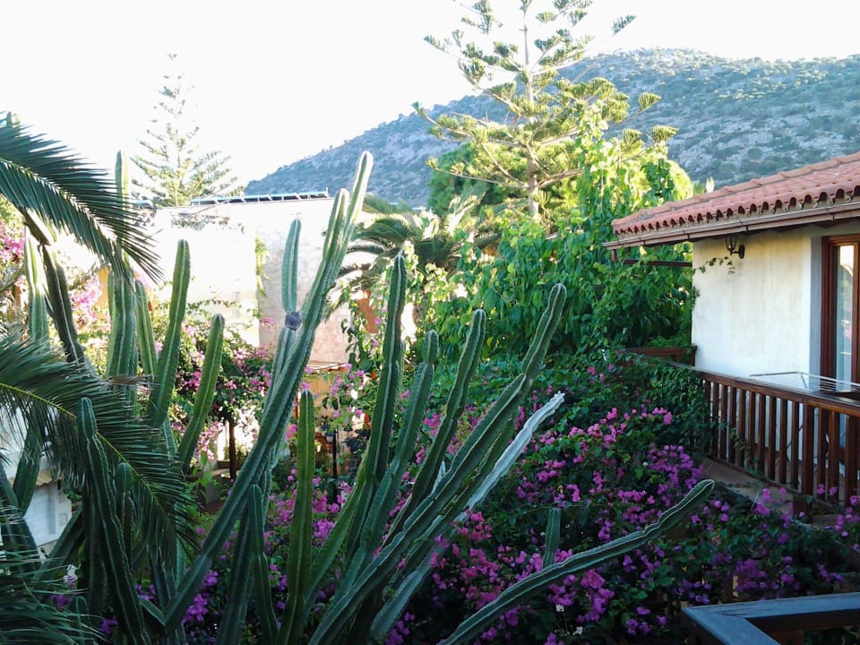 Blick in den Innenhof Cactus Beach