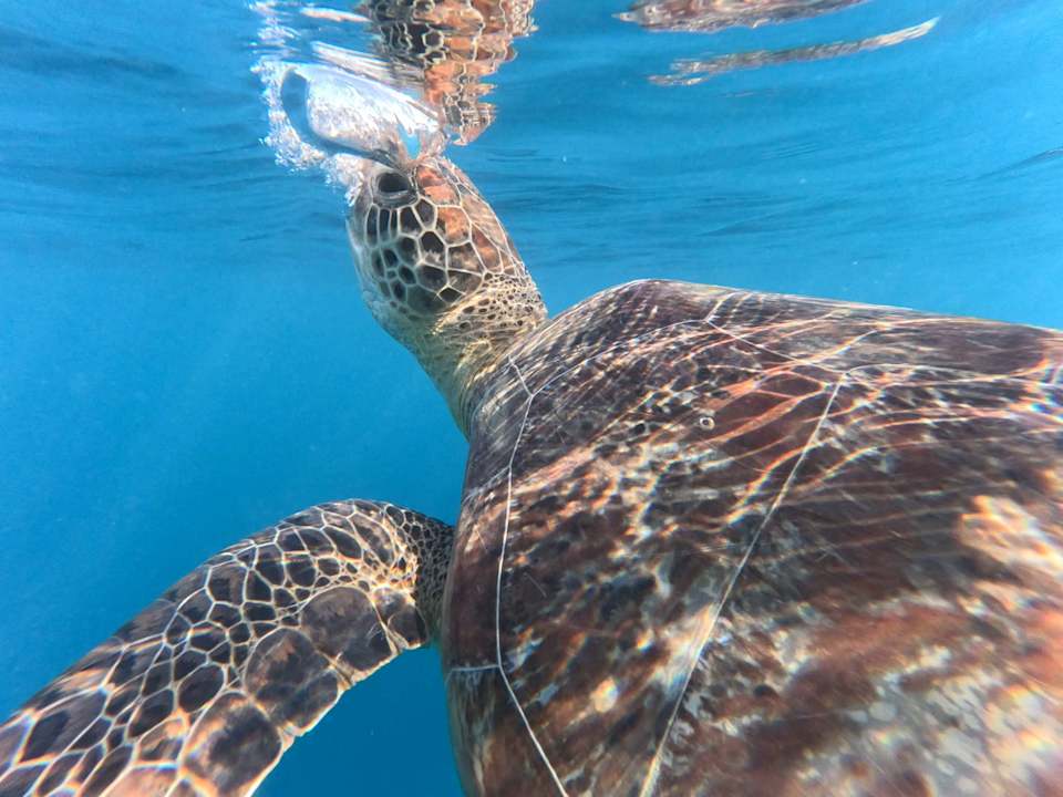 Strand Steigenberger Coraya Beach - Adults only