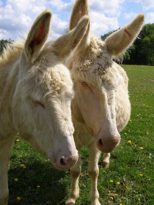 Weisse Esel Hotel Reiters Supreme