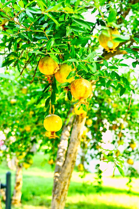 Gartenanlage VONRESORT Golden Beach