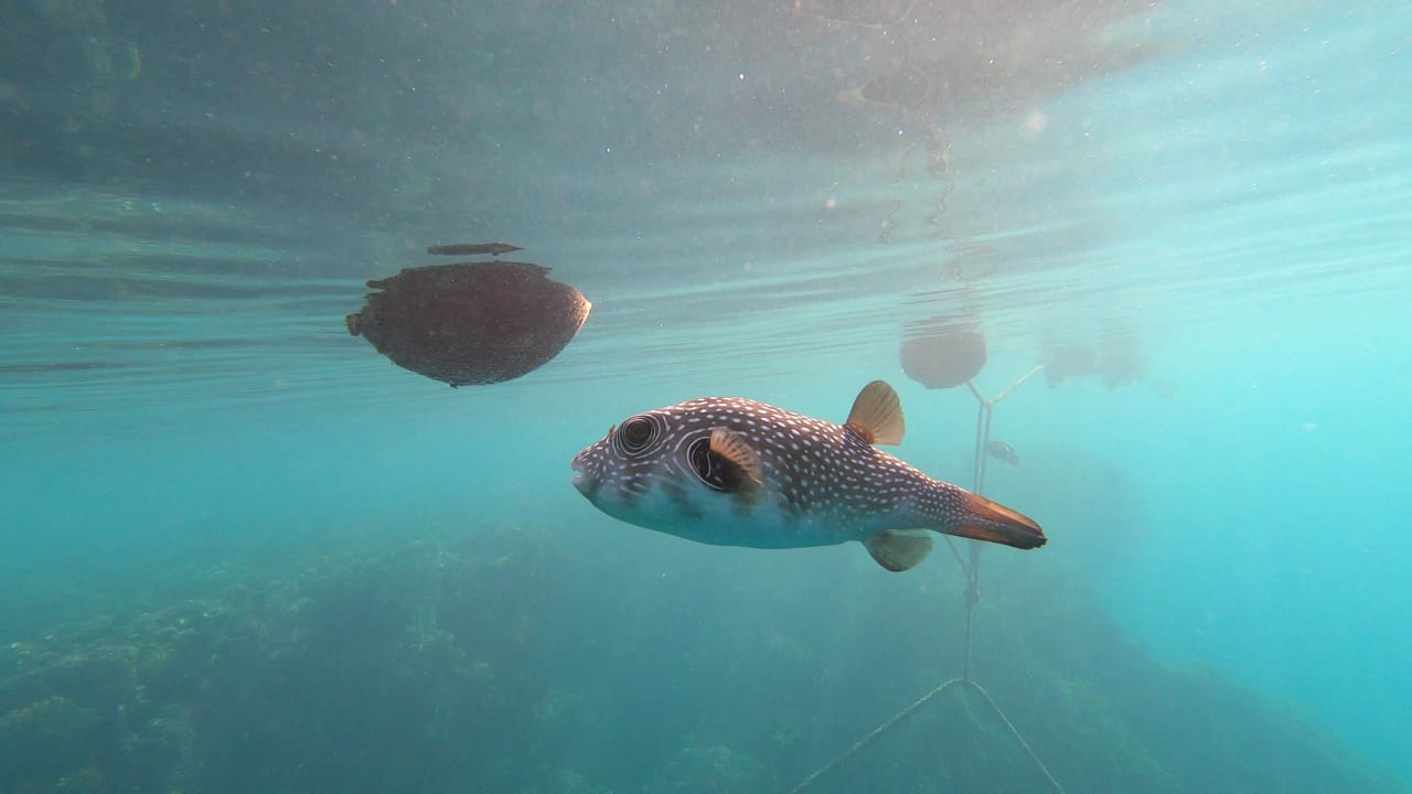 Strand Steigenberger Coraya Beach - Adults only