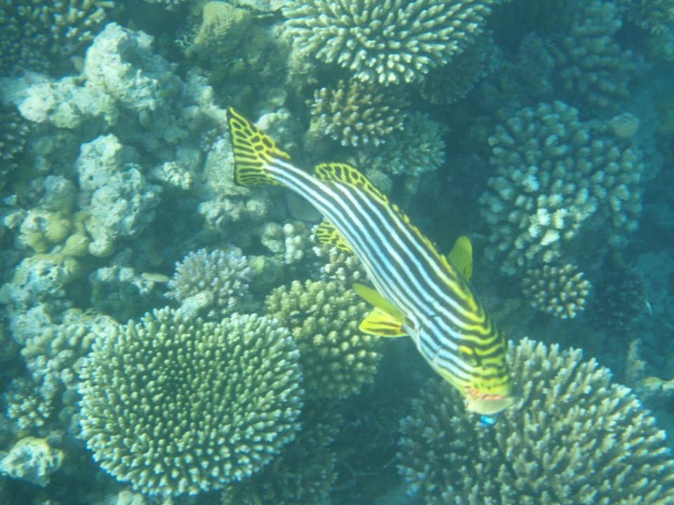 Fisch, Namen vergessen Eri Maldives