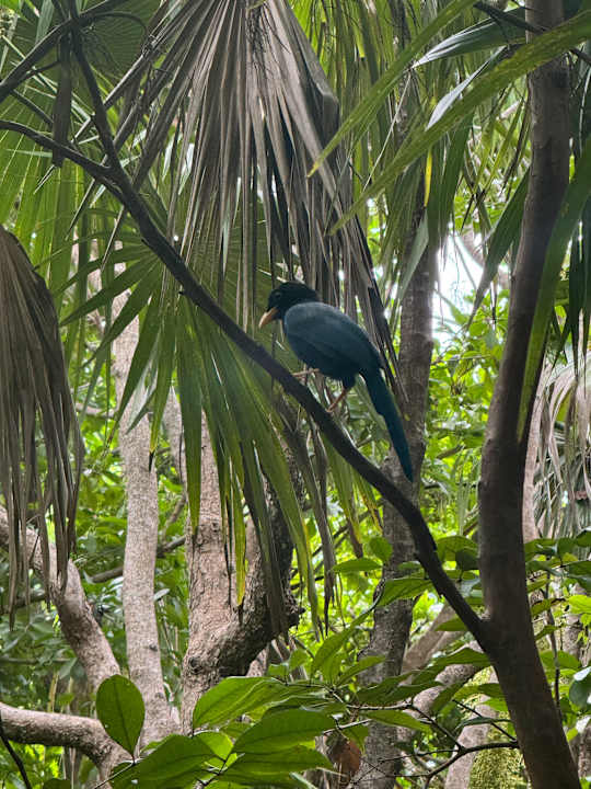 Gartenanlage Catalonia Playa Maroma