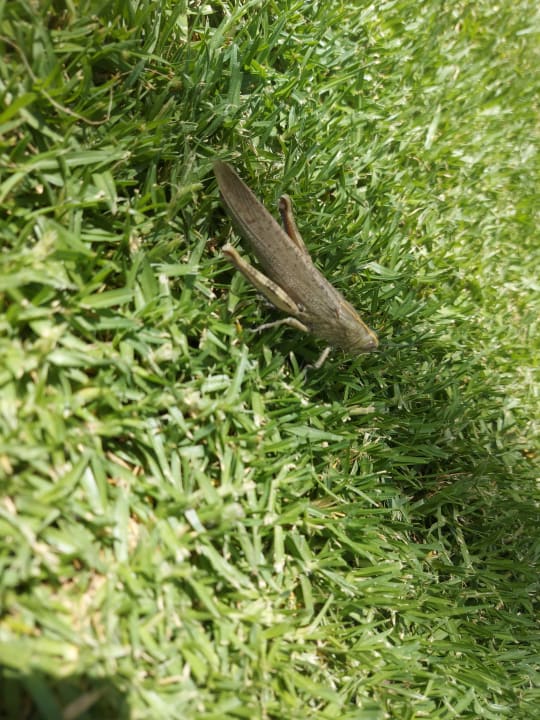 Gartenanlage R2 Pajara Beach