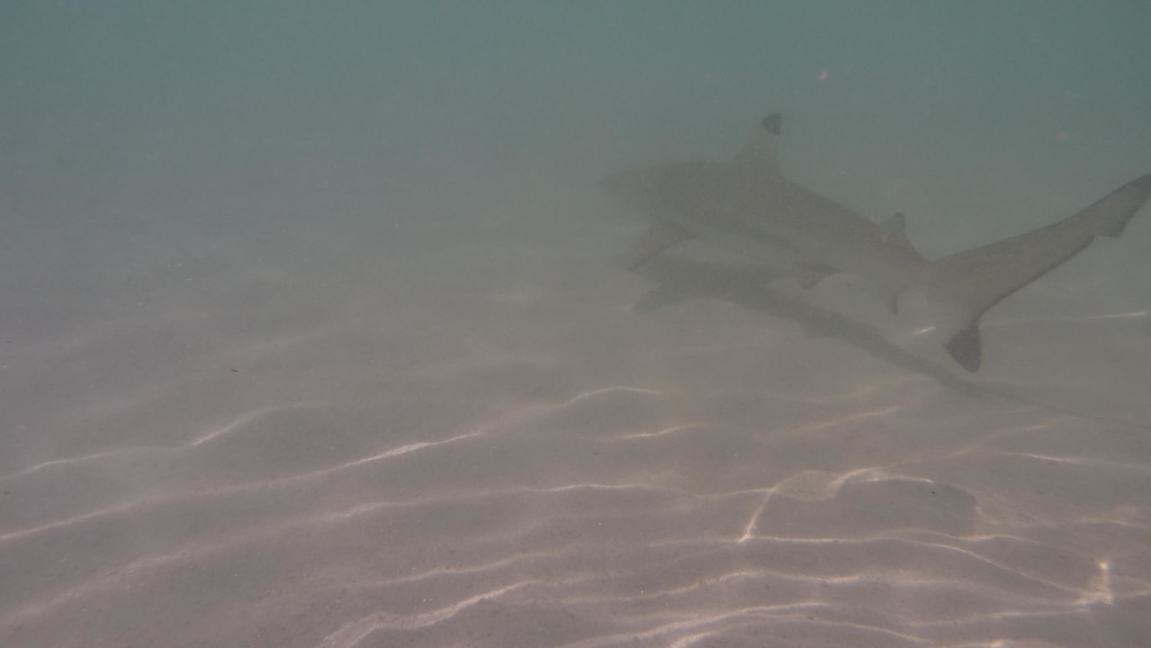 Lagunenstrand Kuramathi Maldives