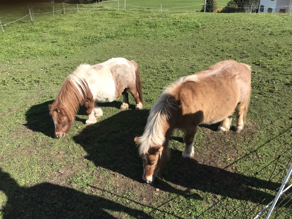 Sport & Freizeit Ferienhof Haug