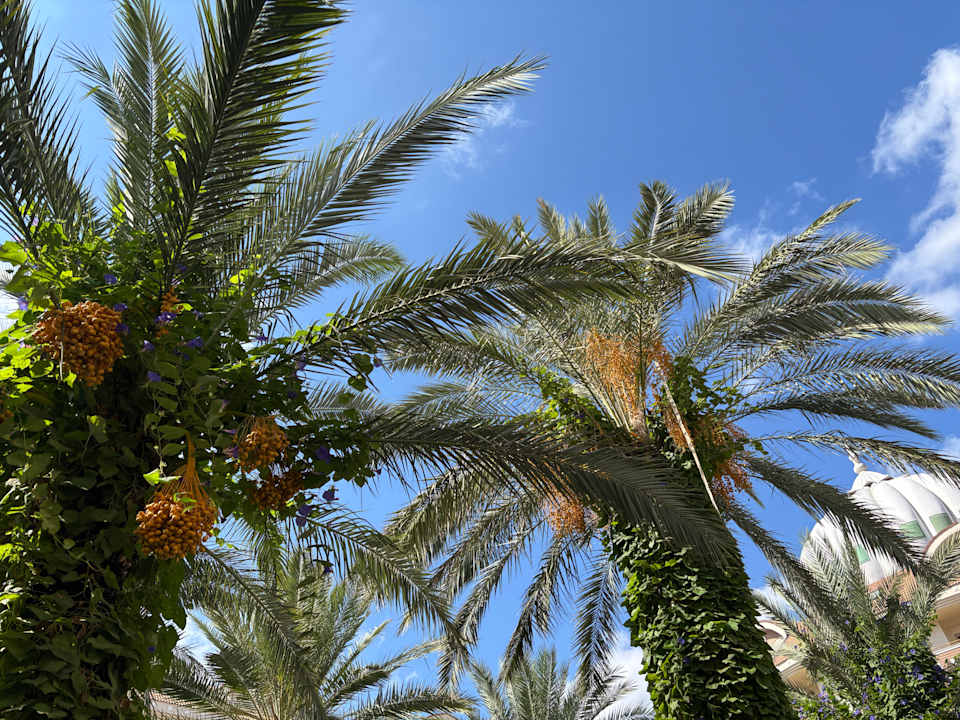 Gartenanlage Kirman Belazur Resort & Spa