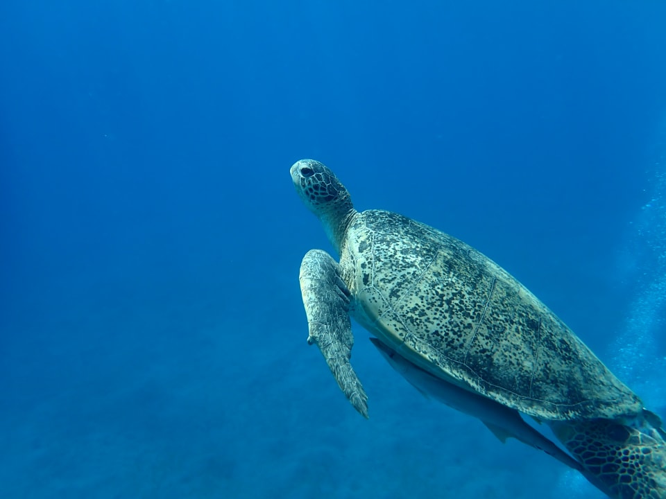 Strand Malikia Resort Abu Dabbab