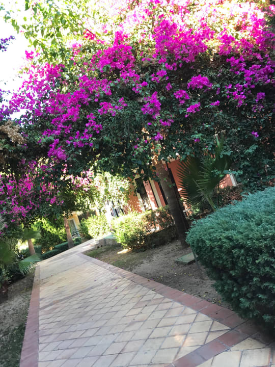 Wunderschöne Blumen überall Club Dizalya