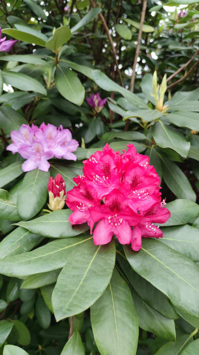 Gartenanlage Appartements Villa Fortuna