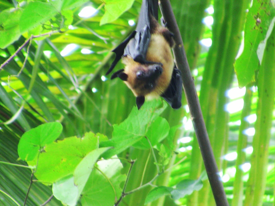 Flughunde Adaaran Select Meedhupparu Island Resort - Premium All Inclusive