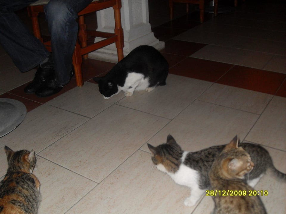 Täglicher Besuch  Labranda Alantur Resort