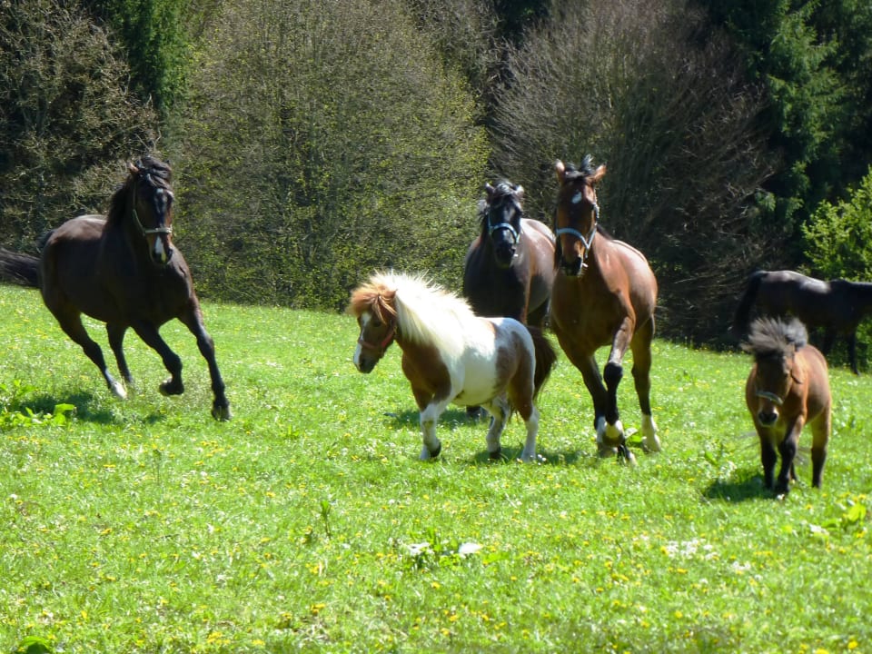 Rottaler Pferde und Ponys auf der Weide Hotel Gut Feuerschwendt