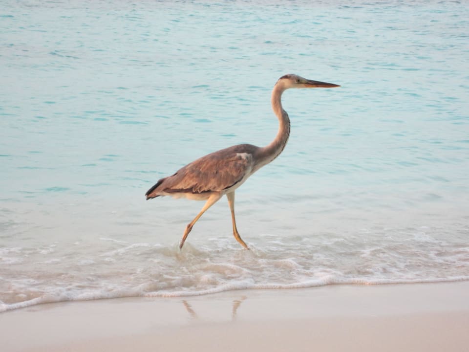 Lustiger Geselle Vilamendhoo Island Resort & Spa