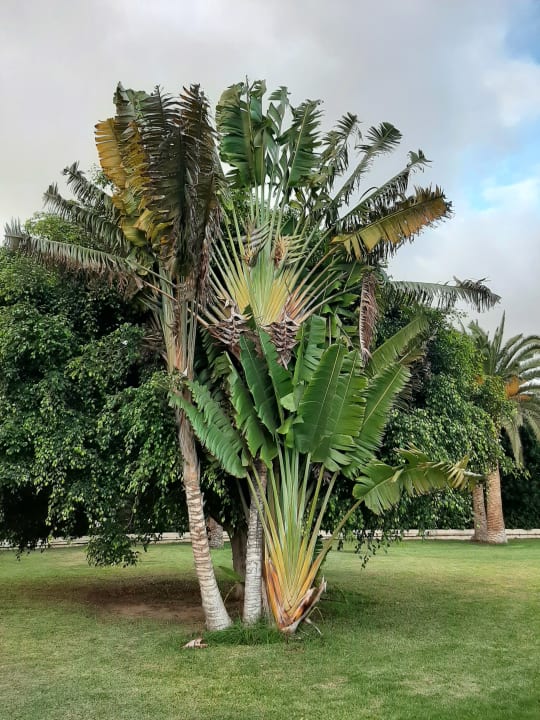 Gartenanlage Hotel Riu Oliva Beach - Hotel