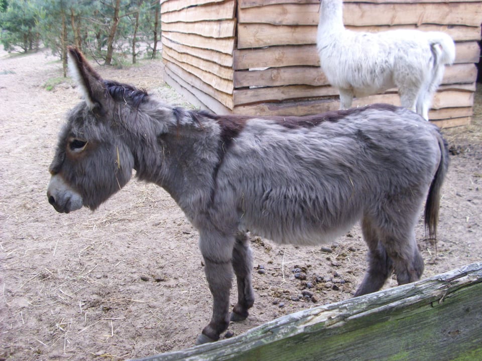 Egon Familotel Borchard's Rookhus am See