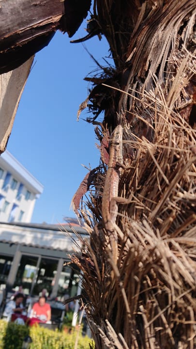 Gartenanlage Grand Seker Hotel