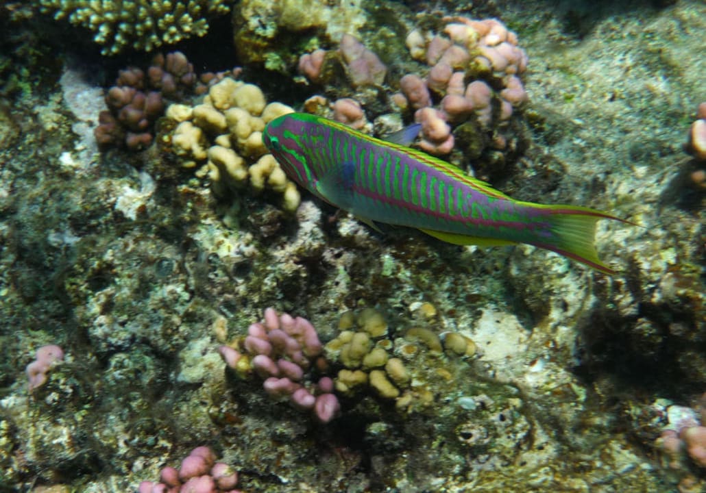 Fische am Riff Pickalbatros Sands Hotel - Port Ghalib