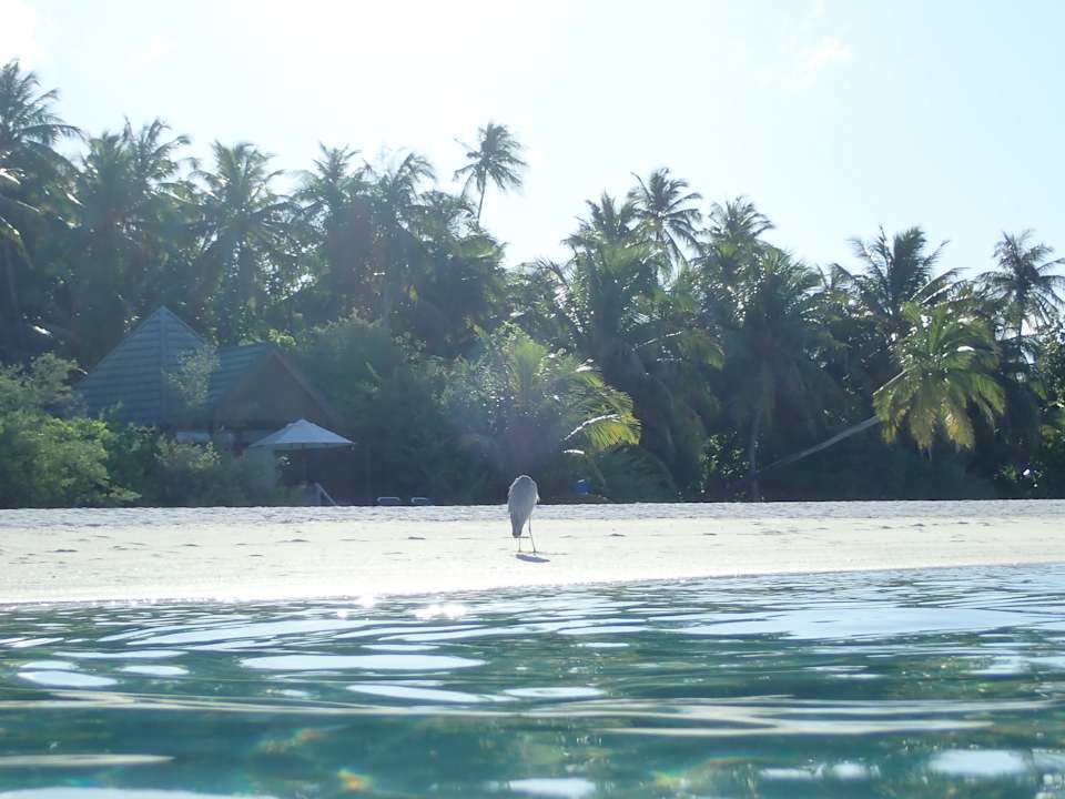 Außenansicht Meeru Maldives Resort Island