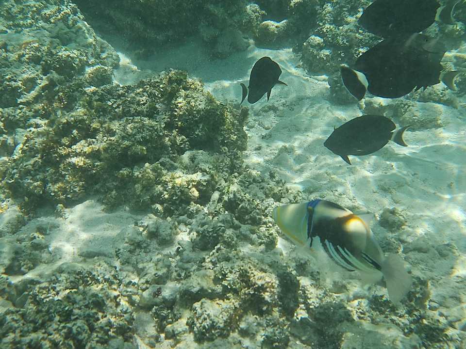 Sonstiges Hilton Seychelles Labriz Resort & Spa