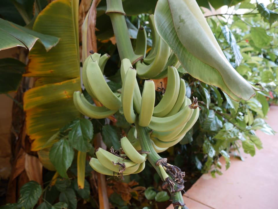 Gartenanlage Hotel Riu Touareg