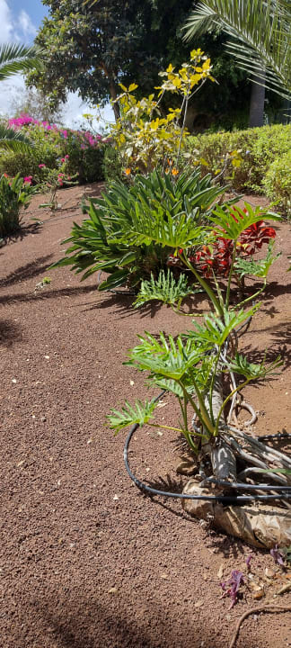 Gartenanlage TRH Taoro Garden