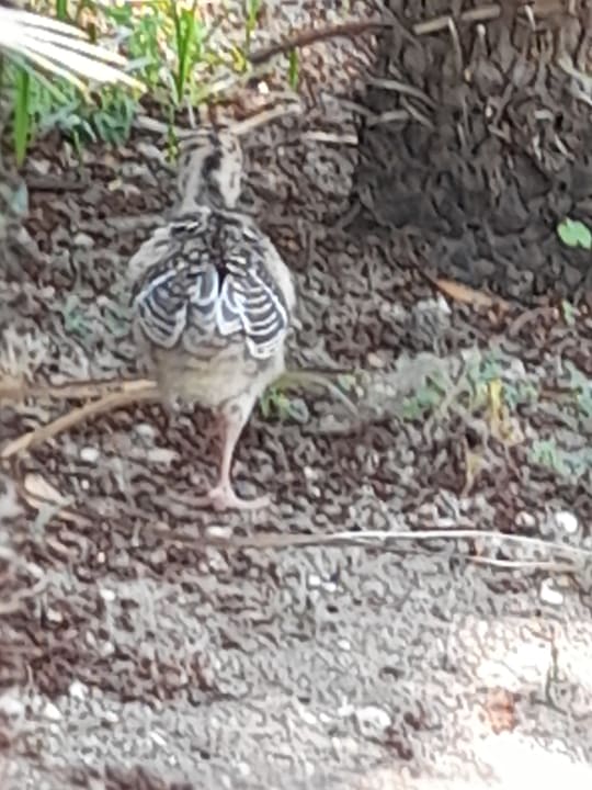 Gartenanlage Seaden Sea World Resort & Spa