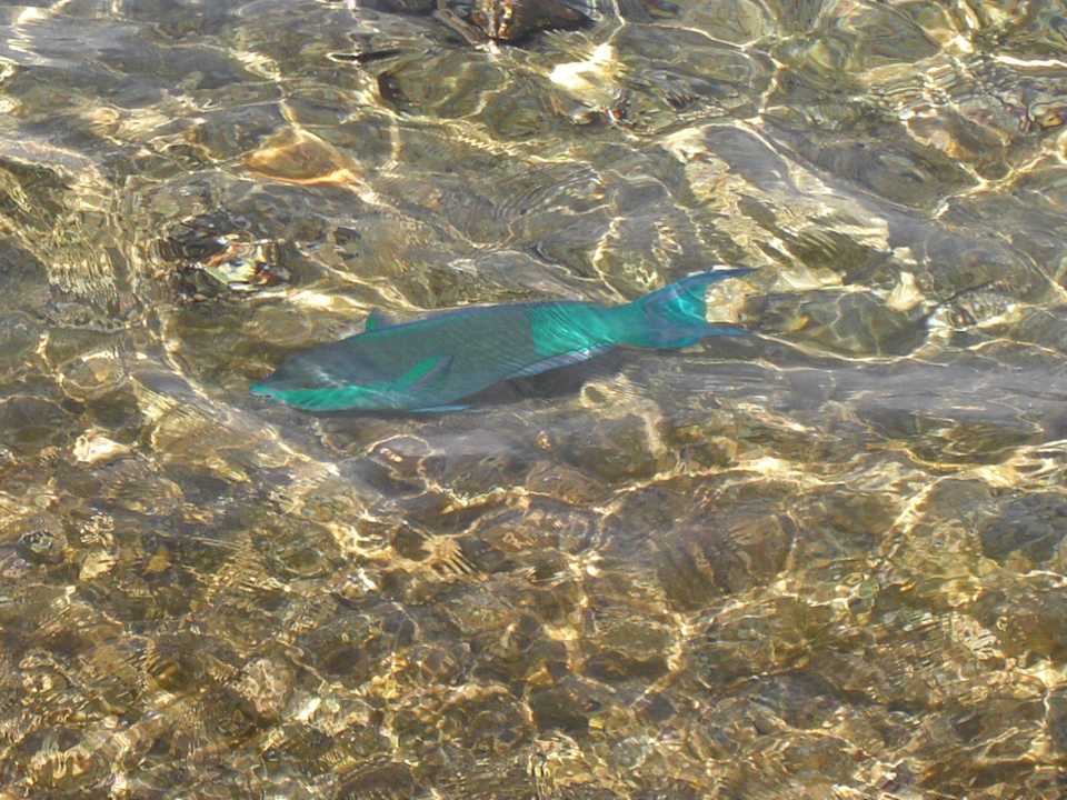 Mein Favorit  The Grand Hotel Sharm El Sheikh