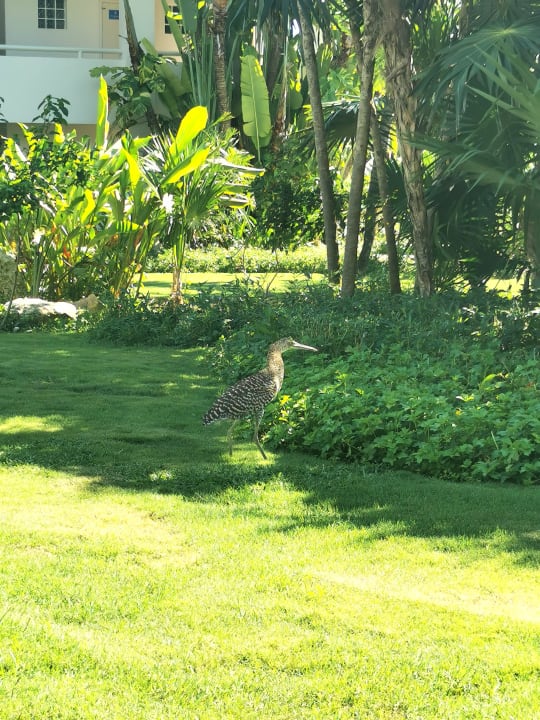 Gartenanlage Bahia Principe Grand Tulum