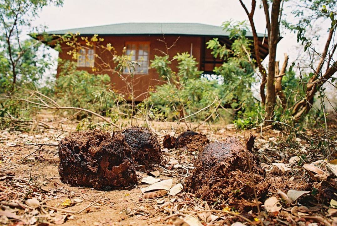 Elefanten in der Nachbarschaft Hotel Chaaya Wild Yala