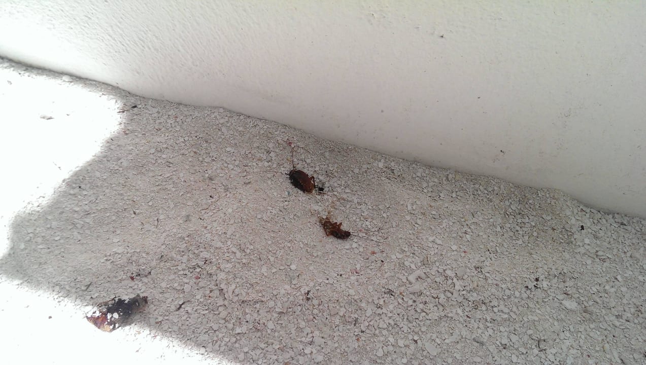 Kakerlaken ananea Diamonds Athuruga